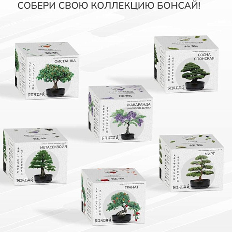 Набор для создания домашнего мини сада бонсай ( 7 видов) - рис 7.